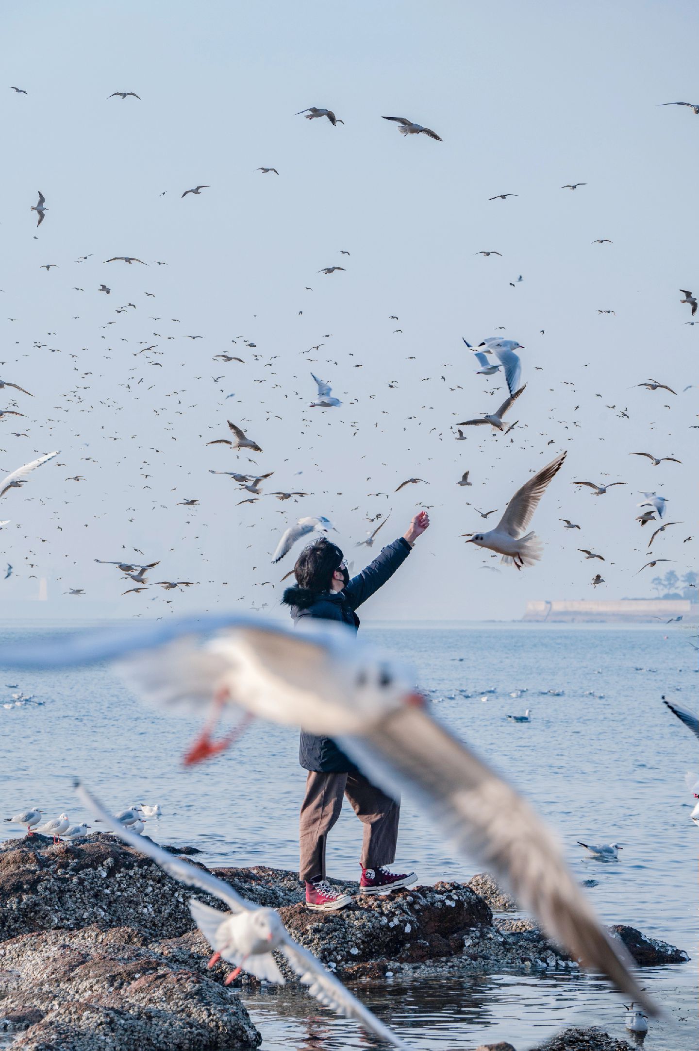 每年青岛的冬季98,遥远而又寒冷的西伯利亚7615