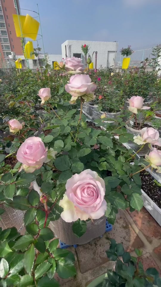 深海狂想曲_深海狂想曲月季_深海狂想曲月季优缺点 - 抖音