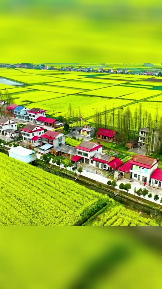 南县罗文村油菜花节3月9号谁来 - 抖音