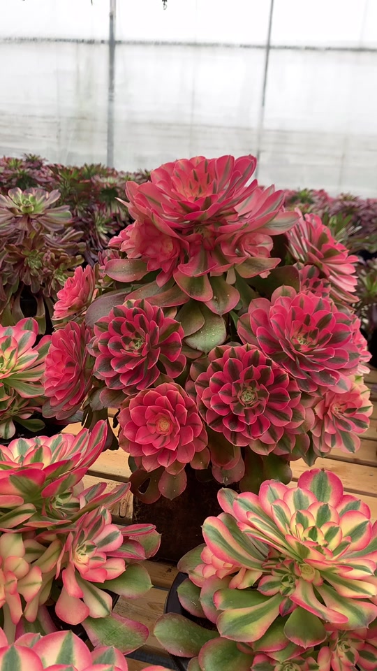 香妃法师状态图_艳姿法师状态图_多肉香妃老桩状态图 - 抖音