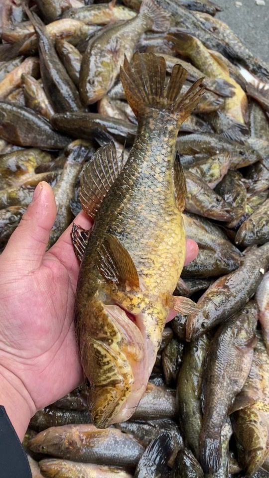 抚远市抚远镇福鑫鱼行:正宗东北大老头鱼#渔民生活实拍 #野生鱼