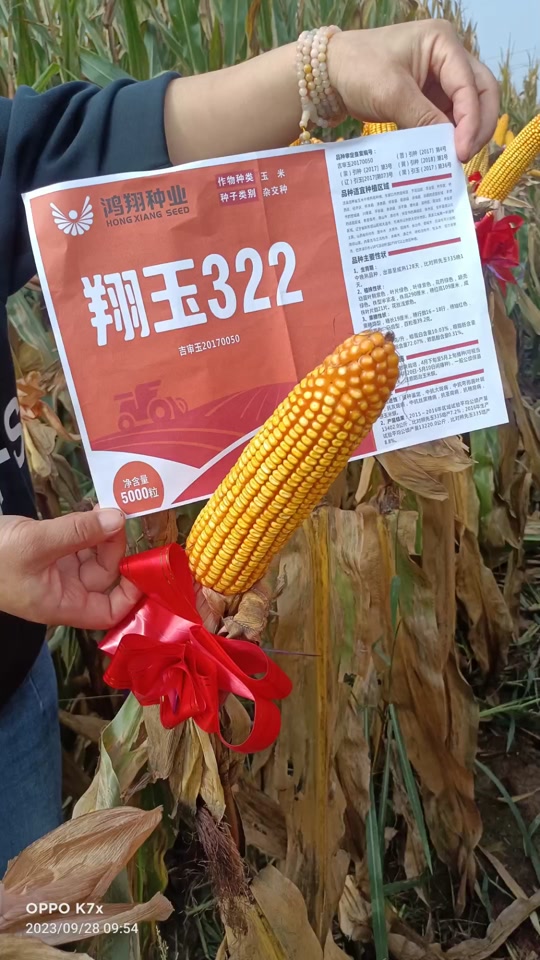 清风农资娟子:翔玉322-一亩地5000的密植品种!