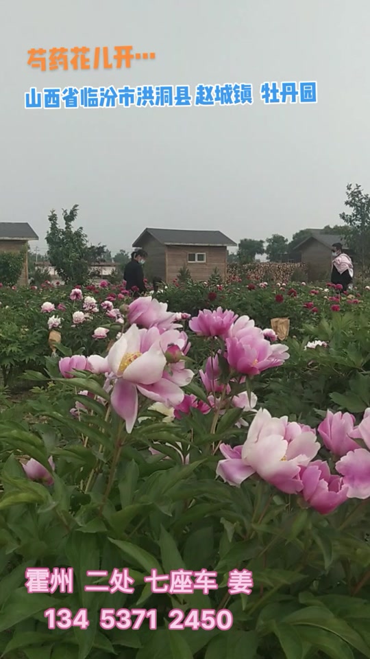 赵城牡丹园在什么地方 - 抖音