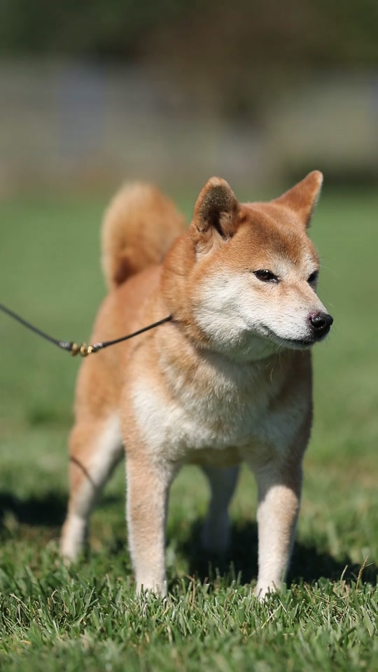 微笑柴犬 #萌宠 喜乐乃人间良药,你的笑容价值百万 #治愈系笑容