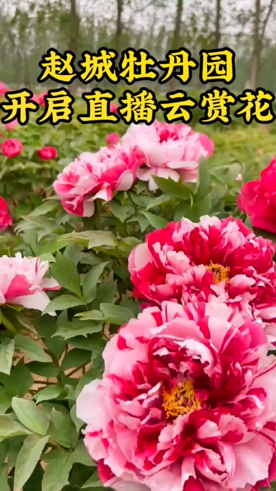 洪洞县赵城牡丹园现在开了吗怎么样 - 抖音
