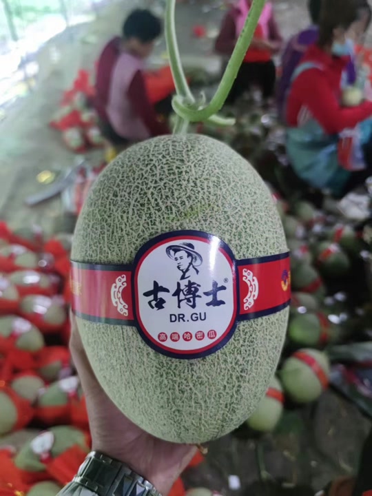 用心经营品质,口感成就口碑,吃蜜瓜,就选古博士脆香蜜#哈密瓜