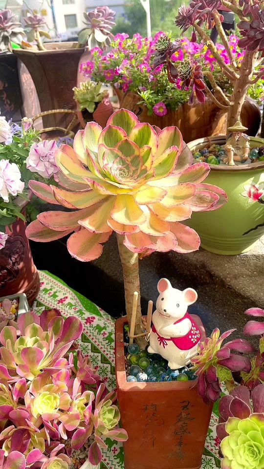 香妃法师状态图_艳姿法师状态图_多肉香妃老桩状态图 - 抖音