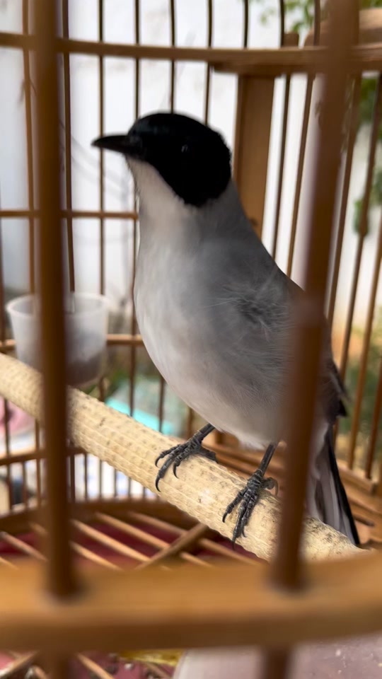 黑头奇鹛幼鸟几月份有 - 抖音