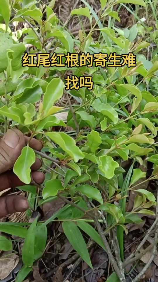 黄牛木寄生功效 - 抖音