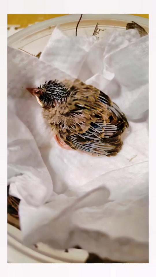 黑头奇鹛幼鸟几月份有 - 抖音