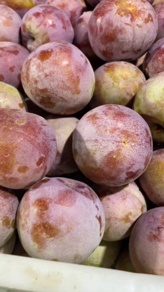 0327:福建古田高山芙蓉李真的很好吃#李子 #新鲜应季水果 #李子熟了