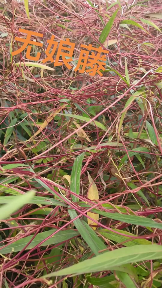 俗人小九:无娘藤,它的果实叫什么名字,你知道吗?要来干嘛的你知道吗?