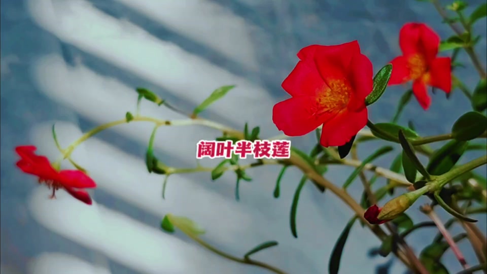 花语:朝气,阳光,青春活力.#植物观赏#阔叶半枝莲#向阳花
