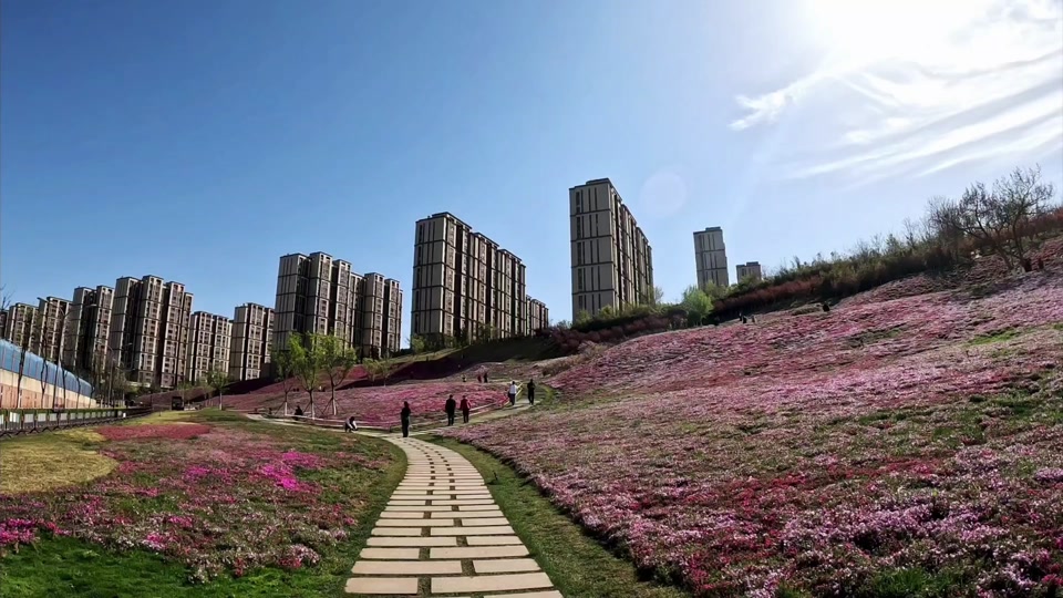 济南龙鼎大道花海2024开花了吗 - 抖音