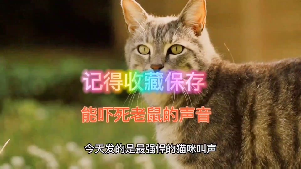 猫叫的声音_猫叫的声音吓唬老鼠的声音_猫叫的声音驱鼠 - 抖音