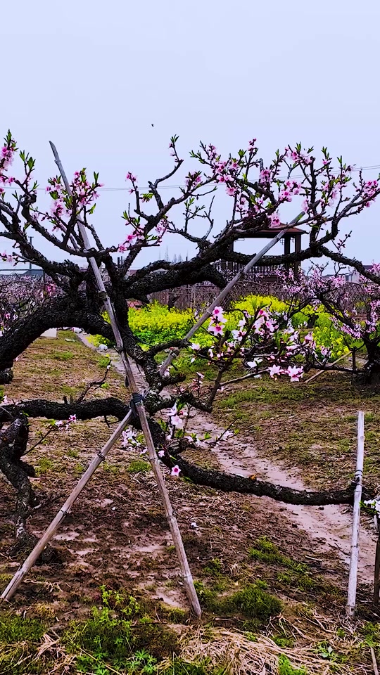 2024上海桃花节花最佳观赏时间 - 抖音