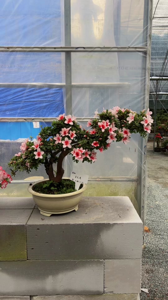 小荩花木场:#小荩花木场 #皋月杜鹃 #杜鹃盆景 皋月:日之丸,高度60