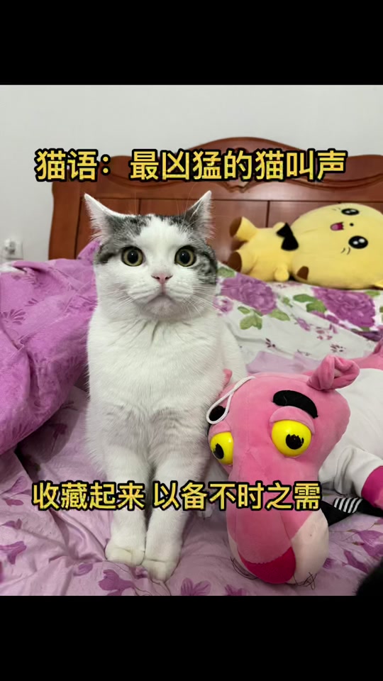 猫叫声凶猛60秒_猫叫声 凶猛_猫叫声 吓老鼠用 - 抖音