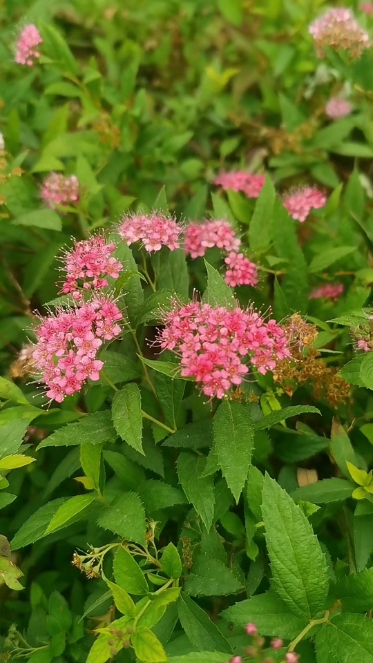 俗名日本绣线菊,粉红色小花挤作一团,长长的雄蕊比花瓣更醒目,果实为