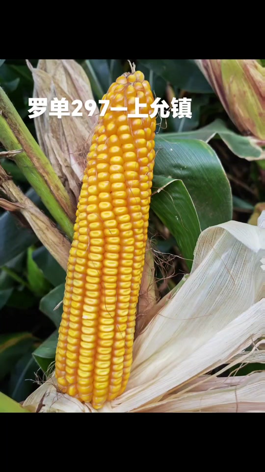 保持热爱奔赴山海 #西南玉米品种 #罗单297#高产玉米种子 @大天忠业