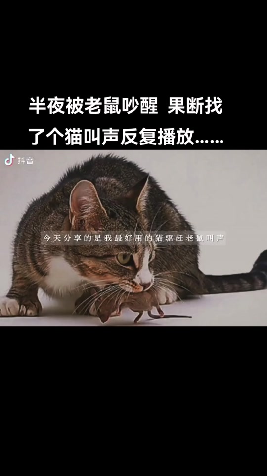 猫叫的声音_猫叫的声音吓唬老鼠的声音_猫叫的声音驱鼠 - 抖音