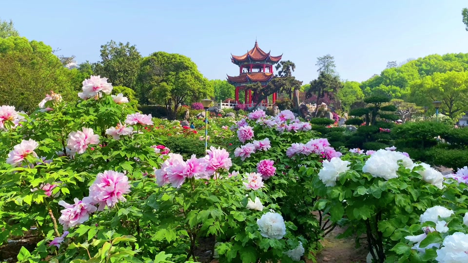 东湖牡丹园一共有几届了 - 抖音