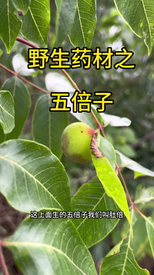 黄牛木寄生功效 - 抖音