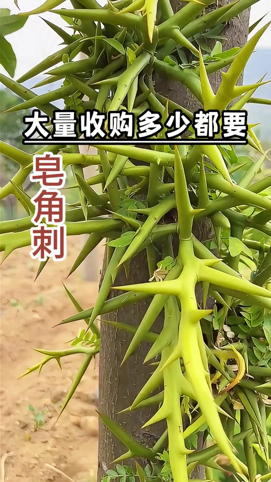 富卖通(张子导):大量收购皂角刺#皂角刺 #三农 #药材收购 #新农人计划
