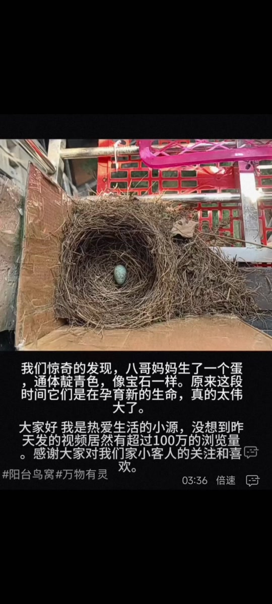 黑头奇鹛幼鸟几月份有 - 抖音