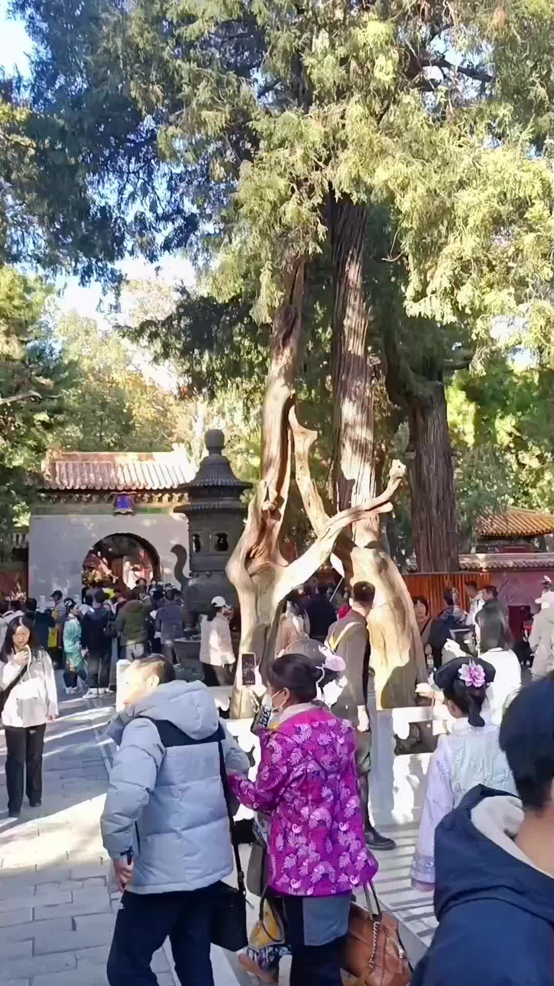 谁是夫妻树呢?#故宫#树#北京旅游#文化#知识有价