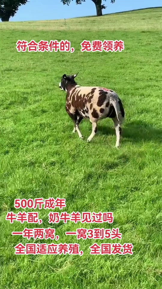 嘉奔孵化养殖基地:德克赛尔种羊#夏洛莱种羊