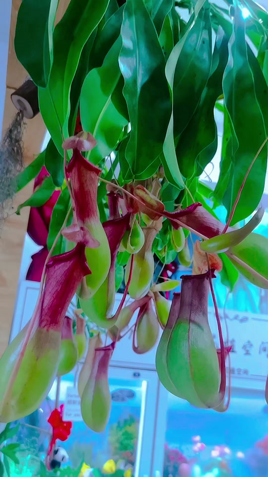 花植空间夏:猪笼草花语:无忧无虑,无欲无求.