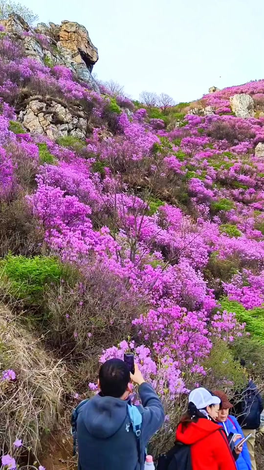 大黑山杜鹃花海5月12号还有吗 - 抖音