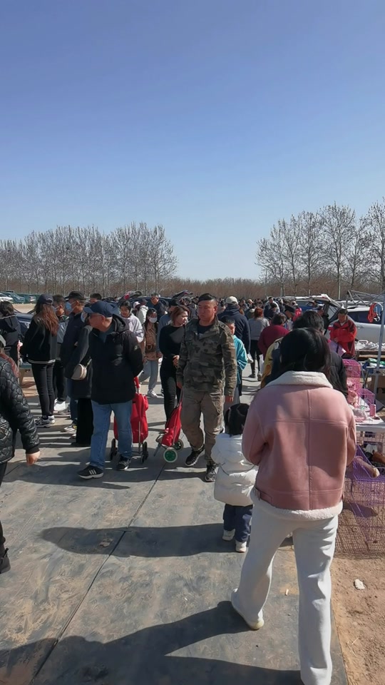 燕郊京丰狗市2024开市时间 - 抖音