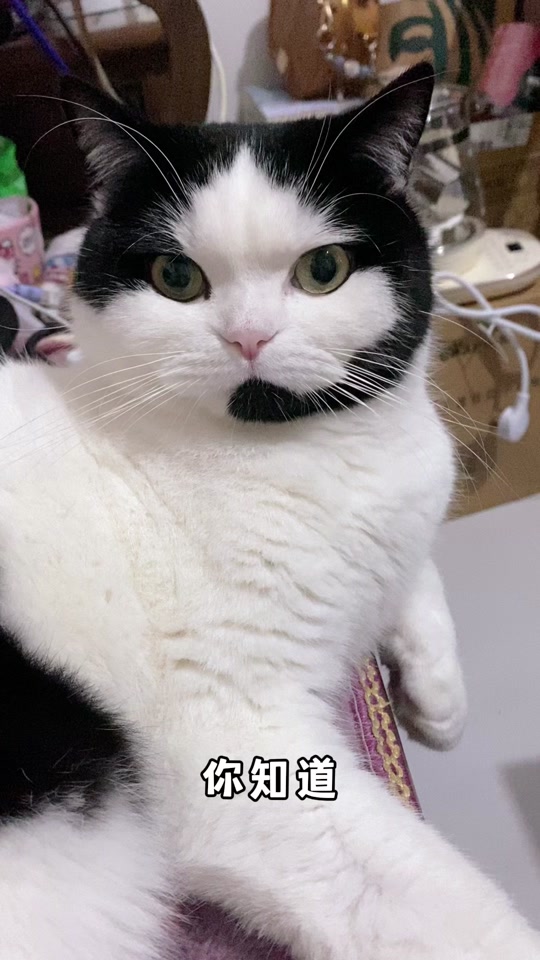 牛奶是只客服猫🐱的抖音 - 抖音