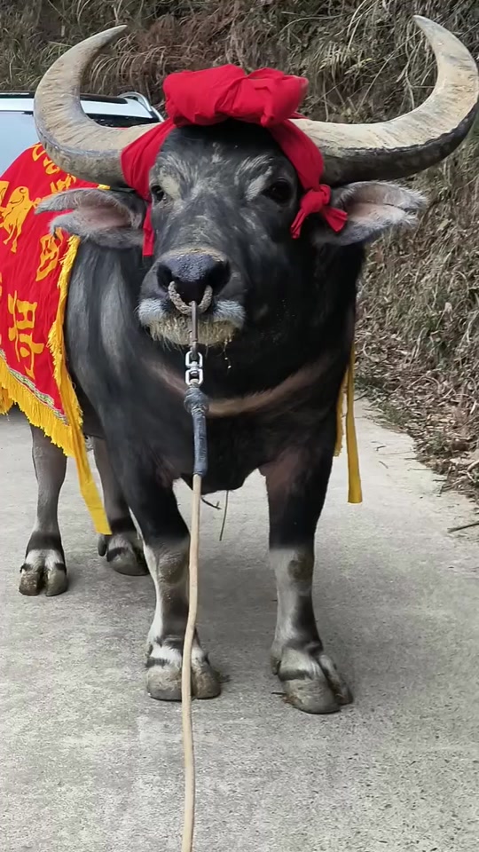 凯里市3月8日哪里海报斗牛比赛 - 抖音