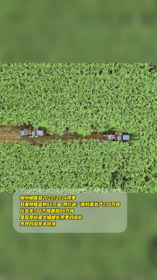2024年黄金甘蔗种植多少亩 - 抖音