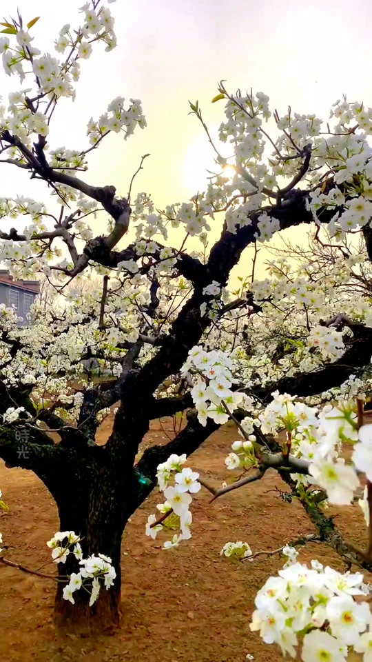 砀山梨花开了吗3月26号 - 抖音