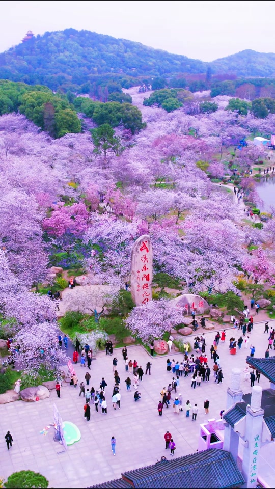 武汉樱花2024开放时间最佳时间 - 抖音