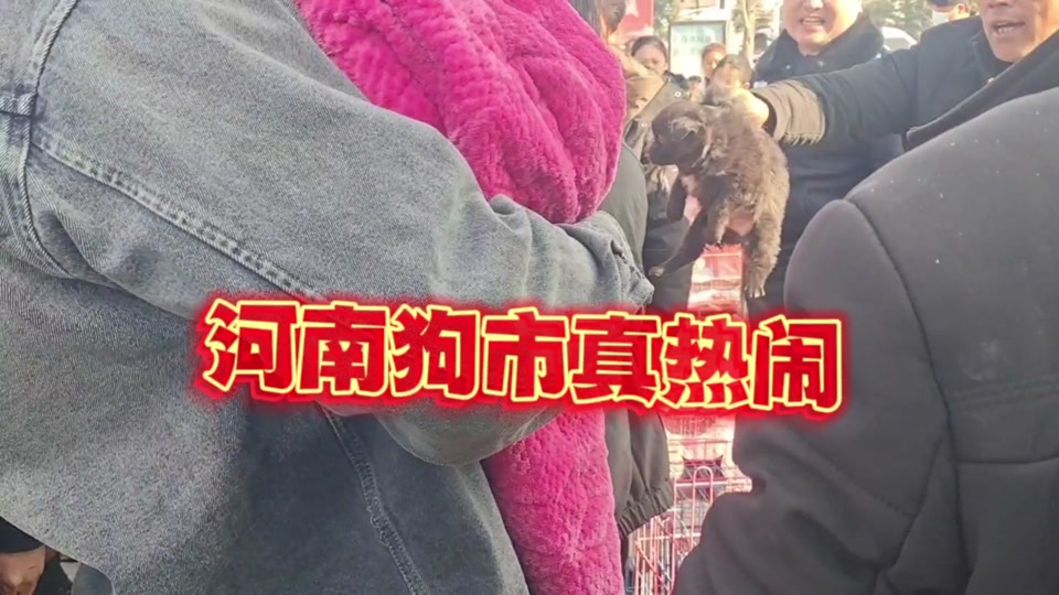 燕郊京丰狗市2024开市时间 - 抖音