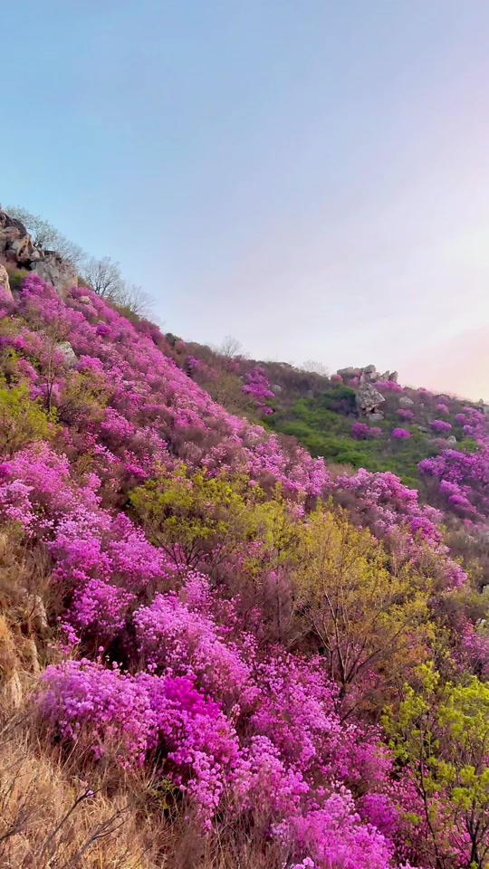 大黑山杜鹃花海5月12号还有吗 - 抖音