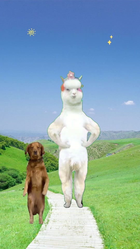 羊驼也来和金毛老师学跳舞啦!