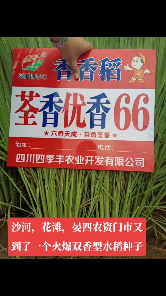 沙河花滩晏四姐种子:又香又好吃又高产量的双香型荃香优香66水稻种子