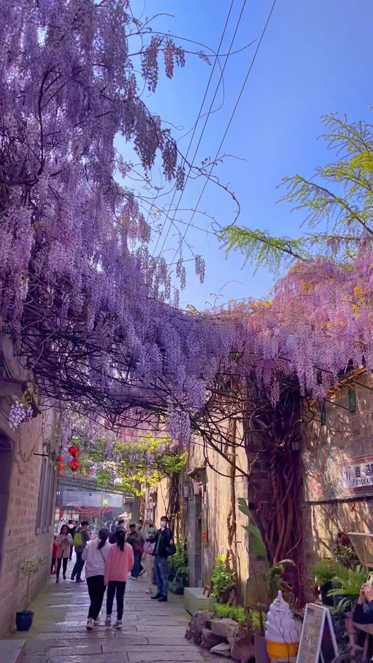 4月份南京紫藤花哪里好看 - 抖音