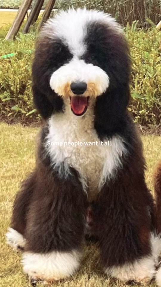 巨贵大蚂蚁宠物美容店:巨型贵宾犬黑白花燕尾男孩蹲家长 #泰迪plus