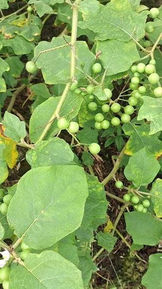 需要小苦果的老板可以预定了0707