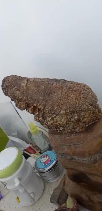 远古时期大青蛙化石已售