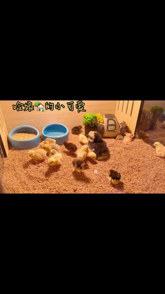 蜂巢蜜怎么取出一半 22af0fa9af514b1abfcfb3c1cdef5da2_1665509243~tplv-dy-resize-origshort-autoq-75:330.jpeg?x-expires=1982959200&x-signature=ZOalCc1F3tEnoAo4yeUEeSEjHu0%3D&from=3213915784&s=PackSourceEnum_AWEME_DETAIL&se=false&sc=cover&biz_tag=pcweb_cover&l=021667600145877fdbddc01000a01718a42112f400000c79b3a2c