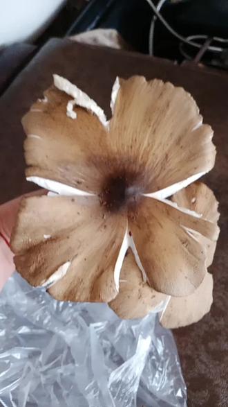 今年第一次吃三蘑菇