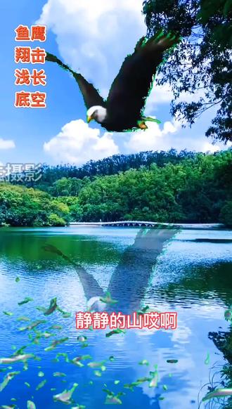 鹰击长空鱼翔浅底